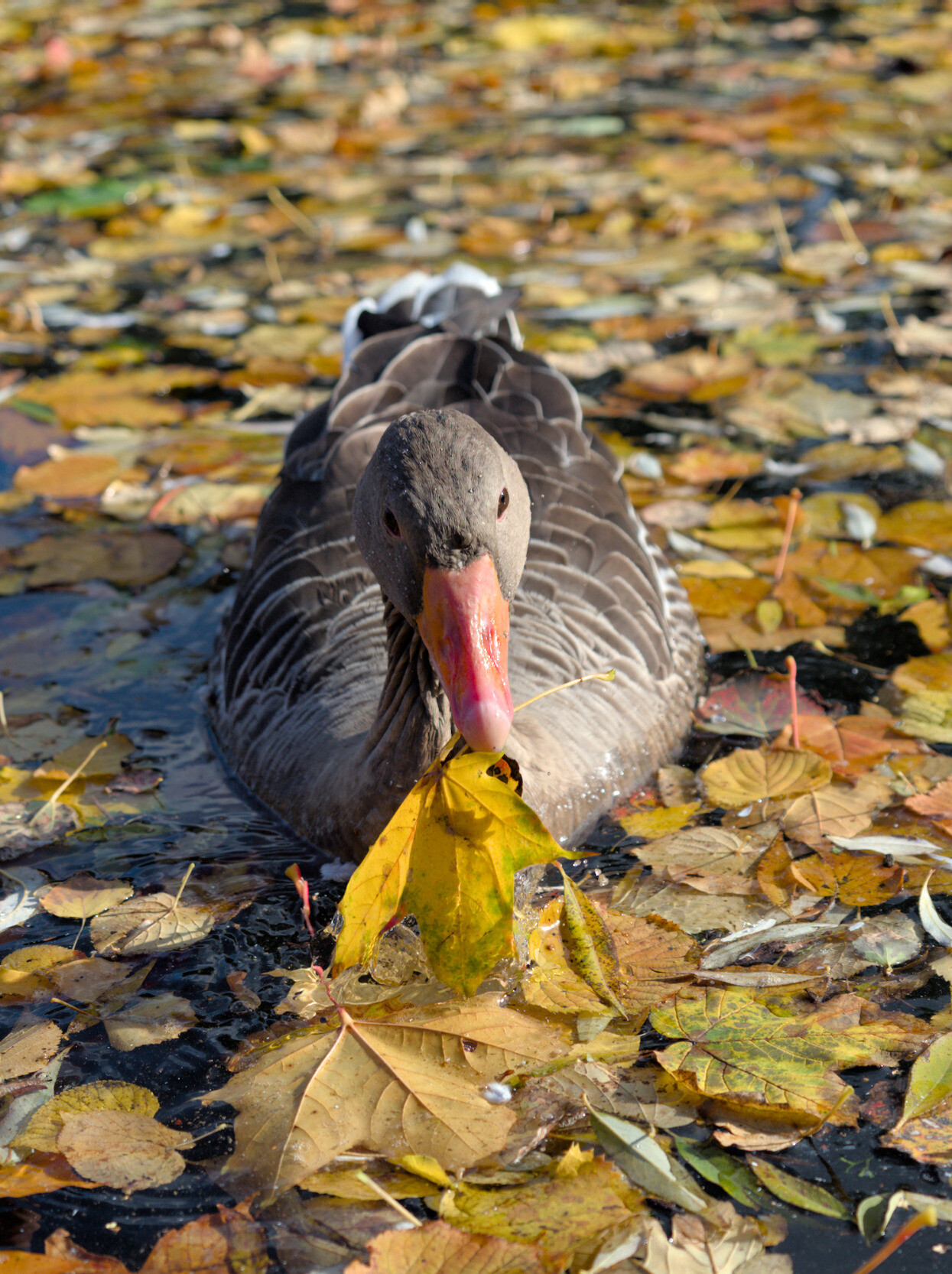 Would you like a leaf?